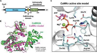 Palmitoylation-regulated interactions of the pseudokinase calmodulin kinase-like vesicle-associated with membranes and Arc/Arg3.1